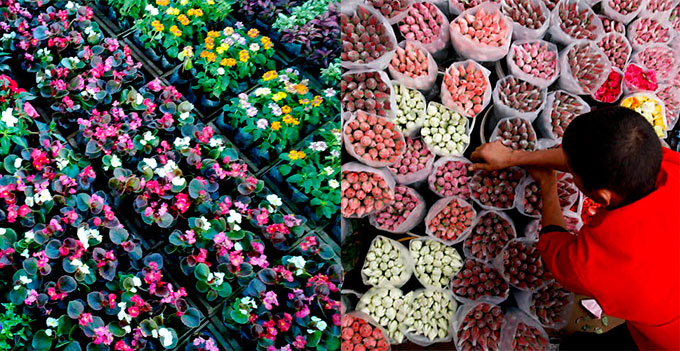 Flores CEAGESP: Feira de Flores, Horário, Preços